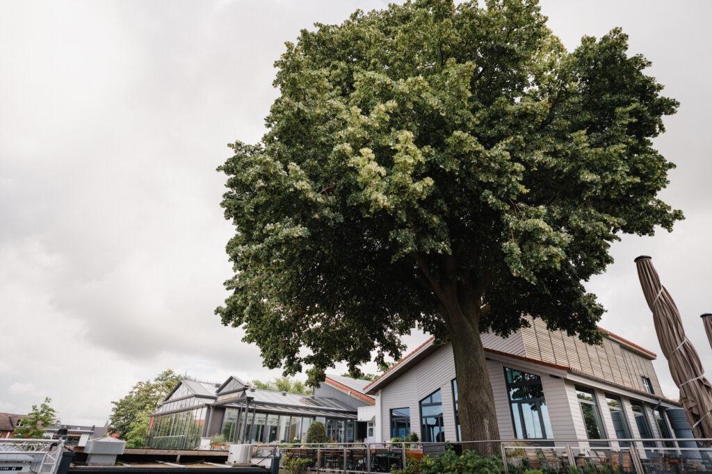 Großer Baum auf der Terrasse der Strandterrassen Steinhude